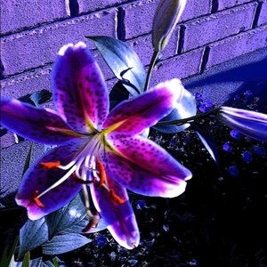 Meet your Posher, RW77